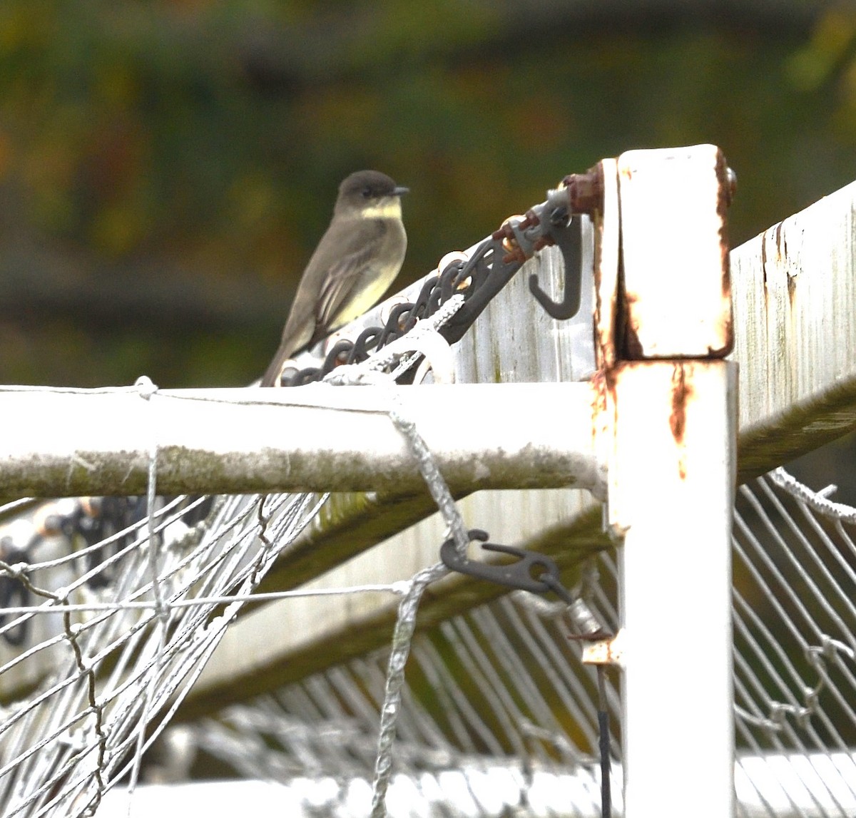 Eastern Phoebe - ML624220373