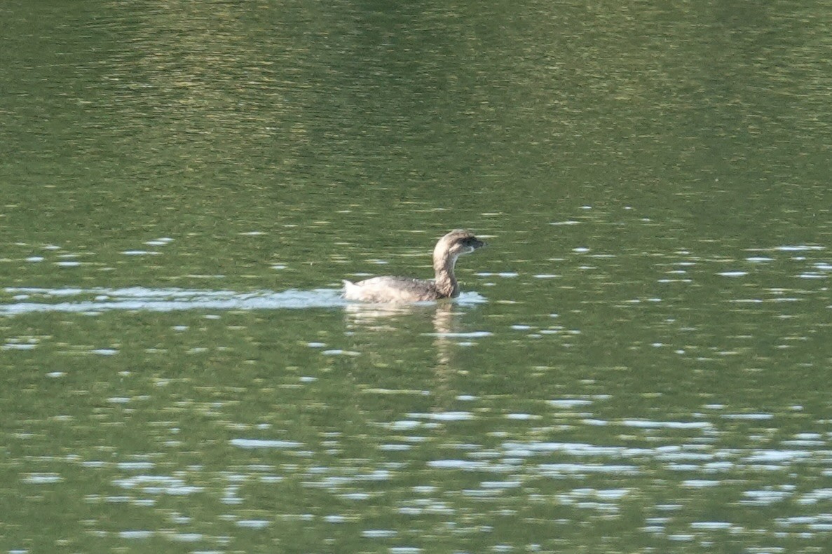 Pied-billed Grebe - ML624220383