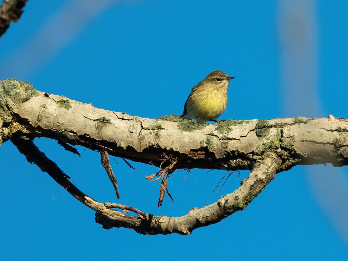 Palm Warbler - Theresa Ray