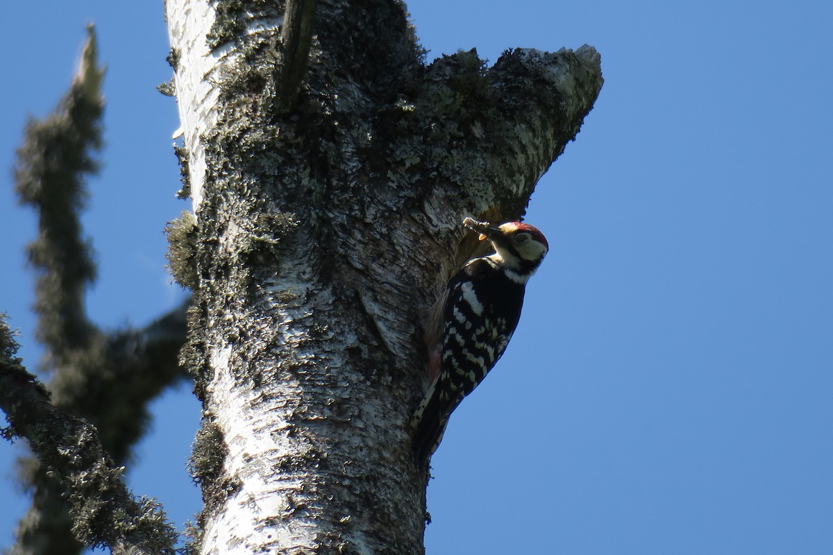 White-backed Woodpecker - Toby Holmes