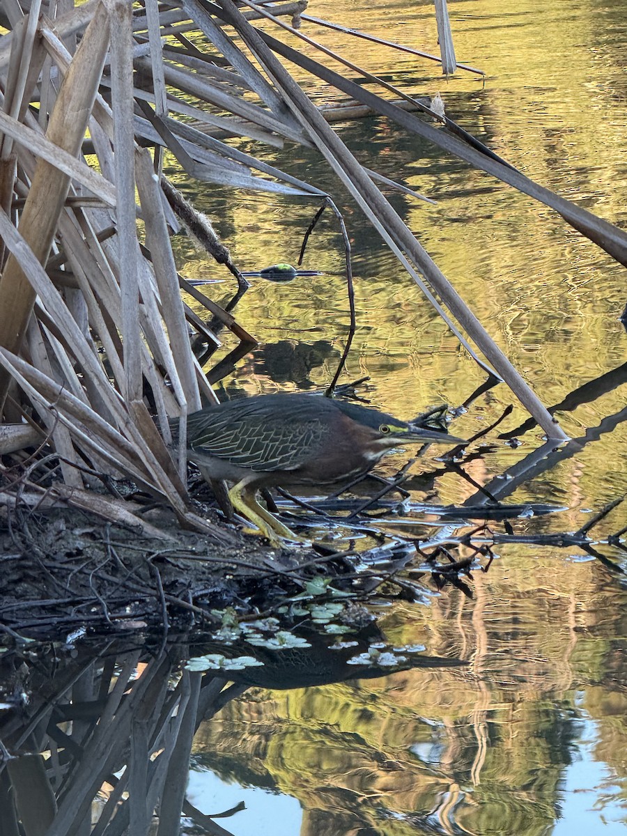 Green Heron - ML624220389