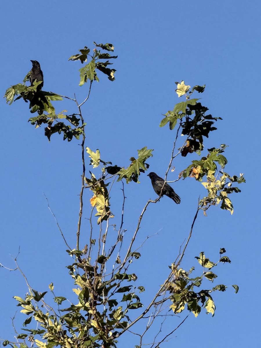 American Crow - ML624220391