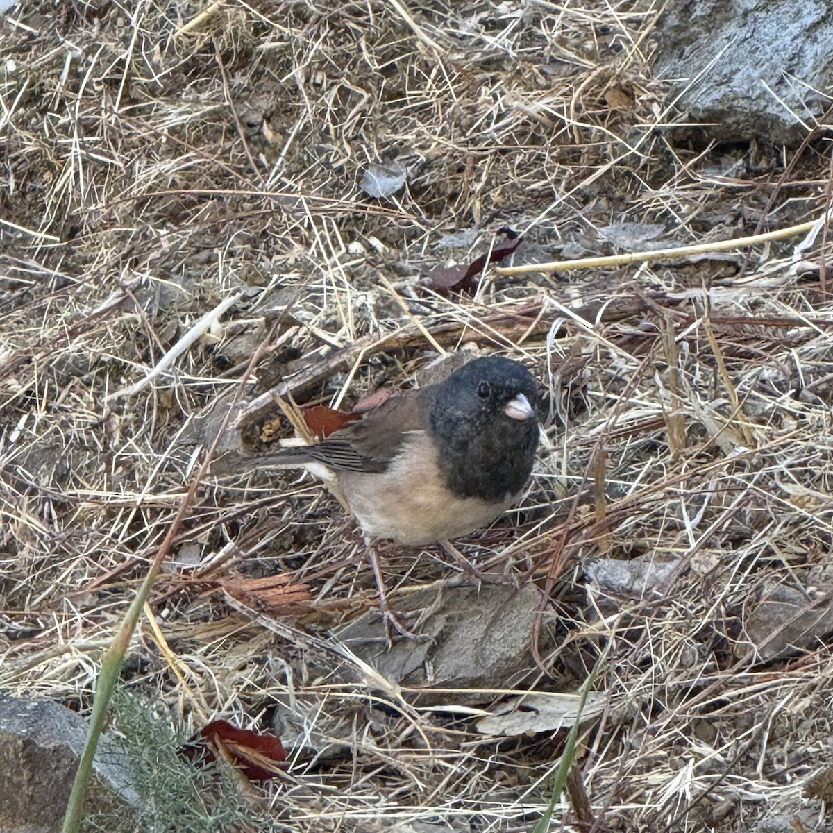 Dark-eyed Junco (Oregon) - ML624220392