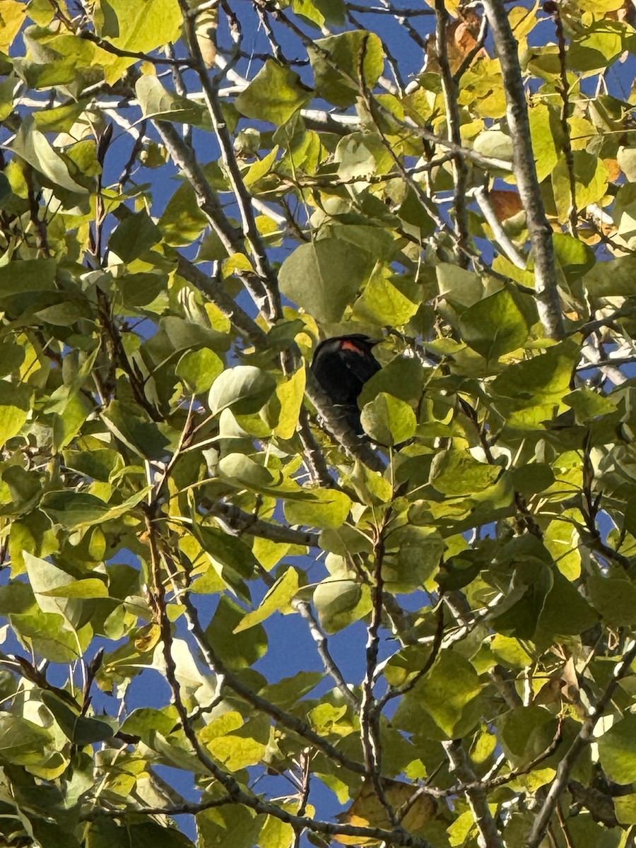 Red-winged Blackbird - Trinity Isabella