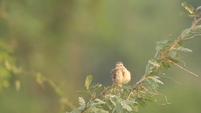 Zitting Cisticola - ML624220399