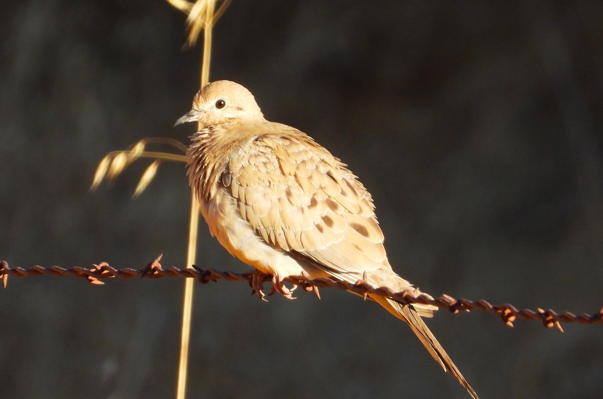 Mourning Dove - Douglas Long