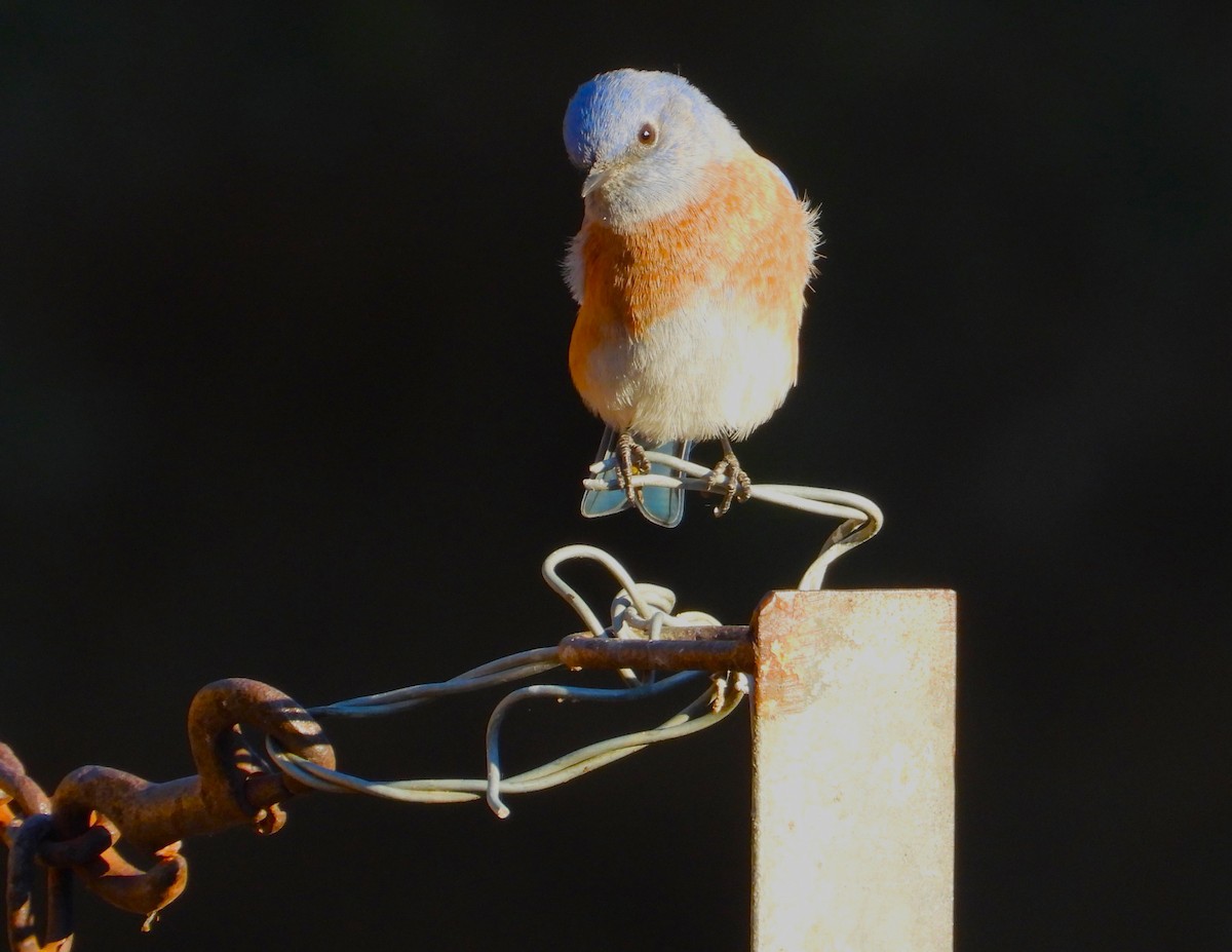 Western Bluebird - ML624220409