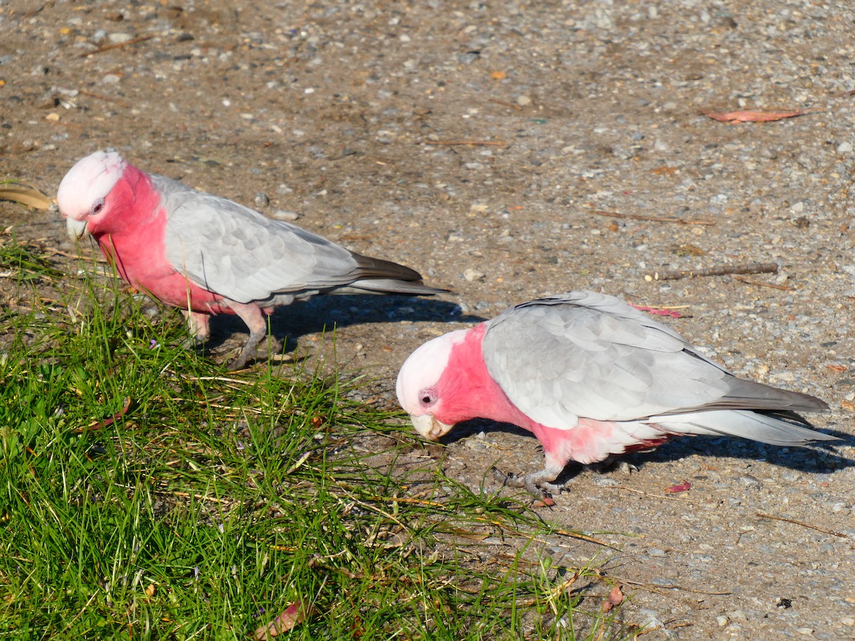 Cacatúa Galah - ML624220420