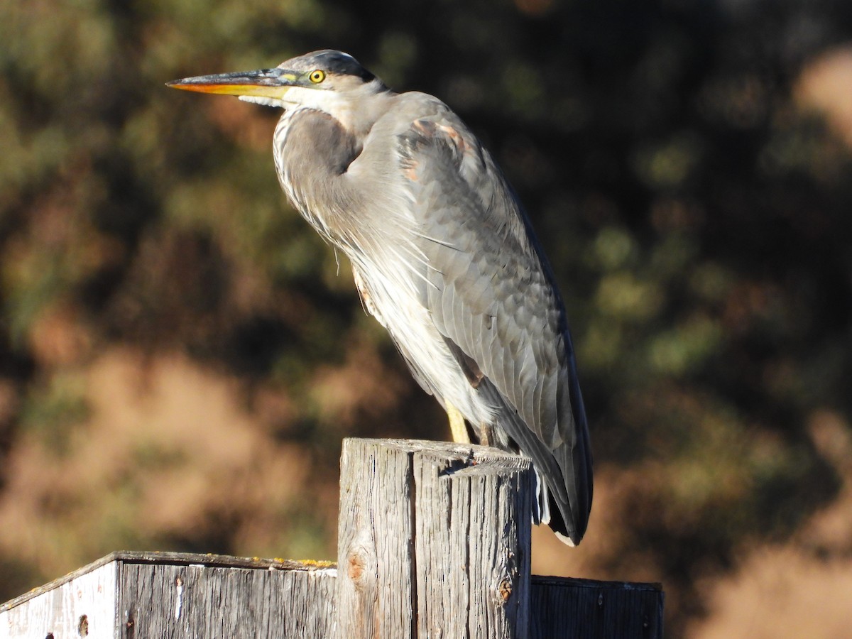 Great Blue Heron - ML624220427