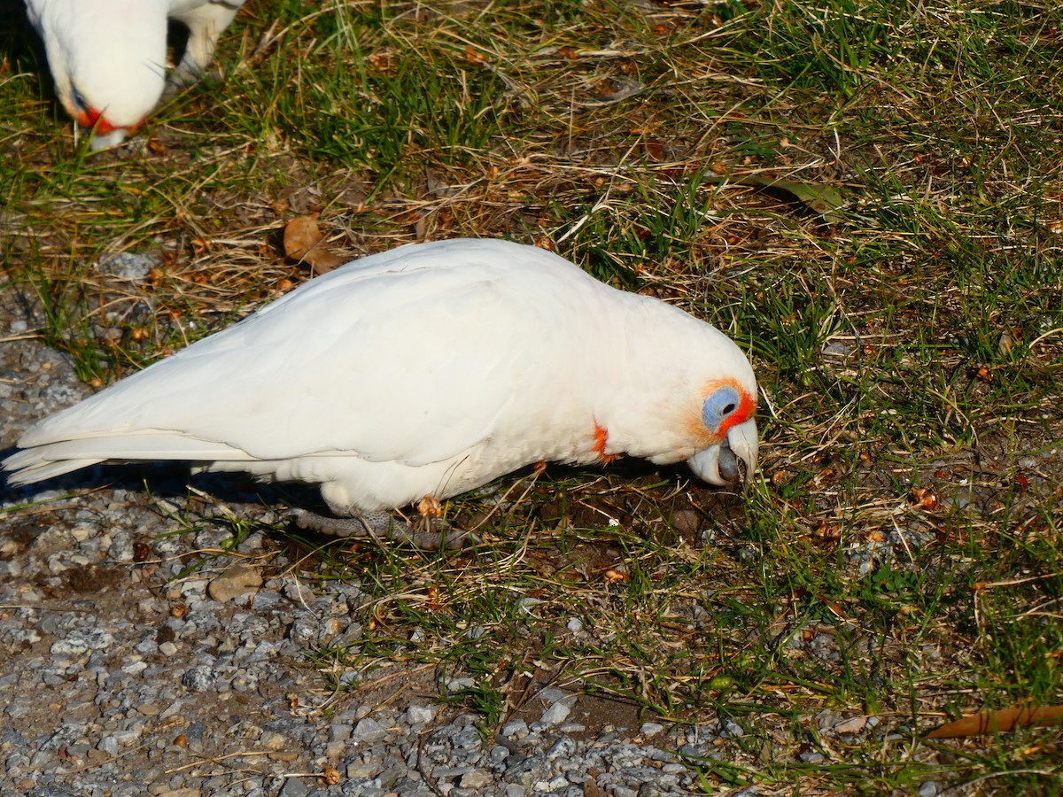 Long-billed Corella - ML624220432