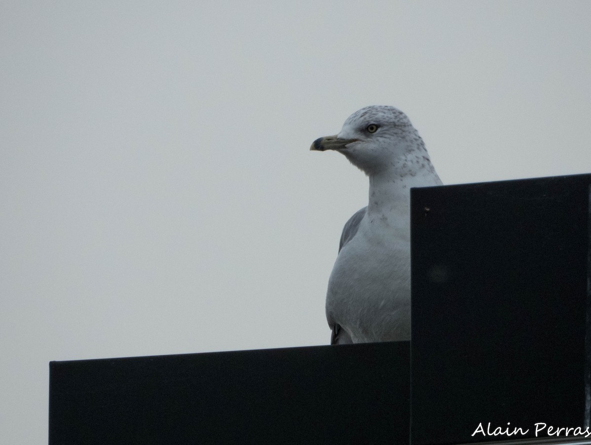 Ring-billed Gull - ML624220435