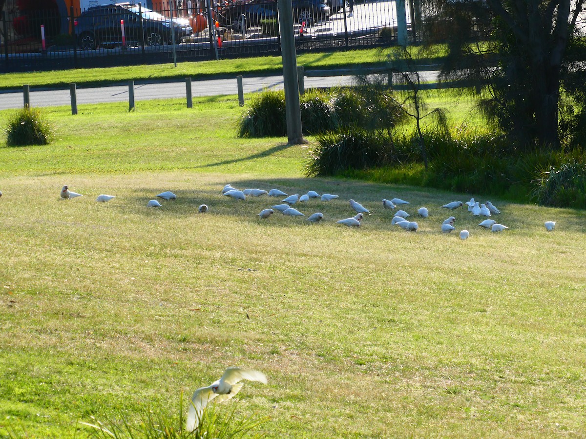 Long-billed Corella - ML624220439