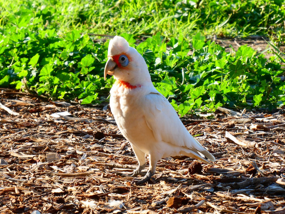 Long-billed Corella - ML624220440