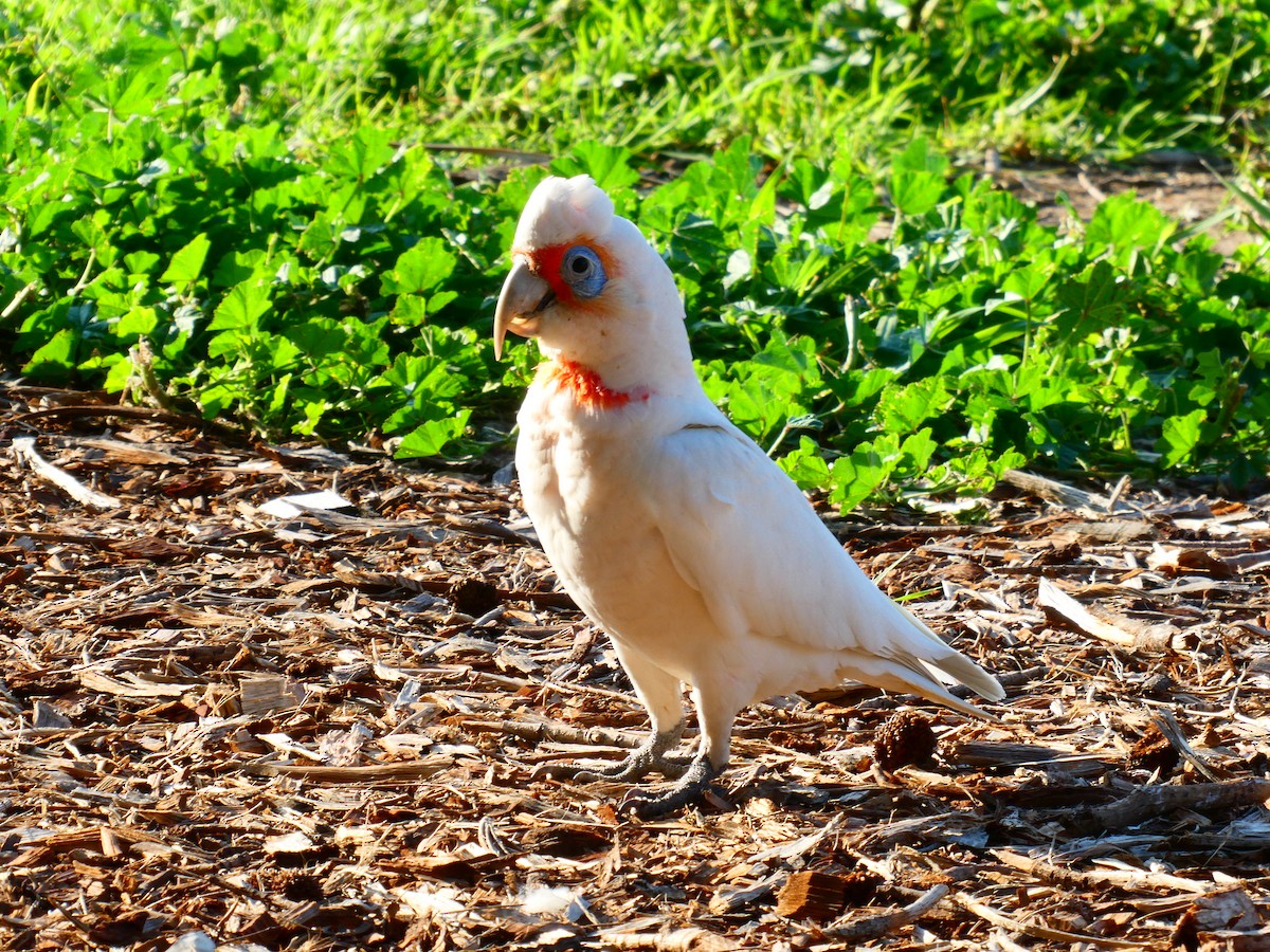 Long-billed Corella - ML624220443