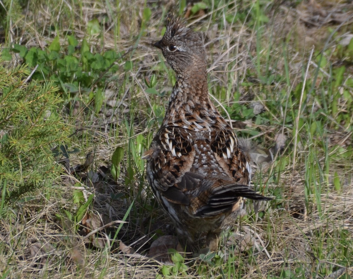 Ruffed Grouse - Micah Halladay