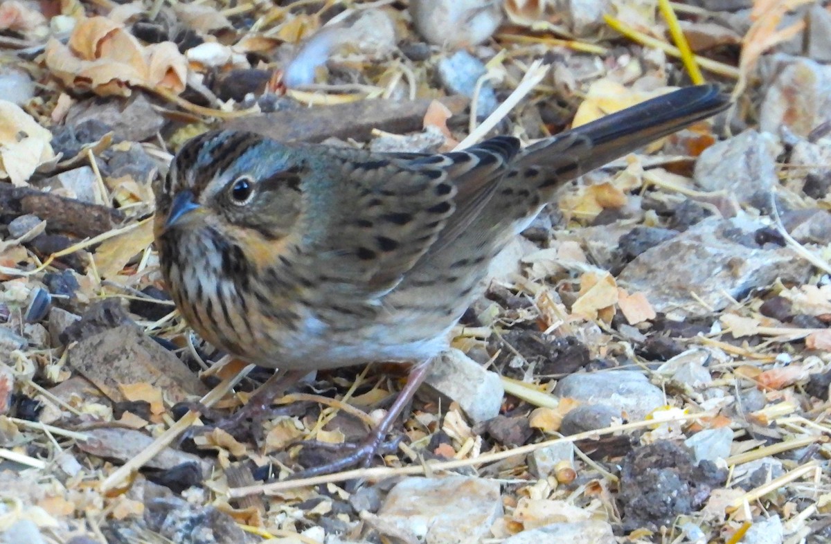 Lincoln's Sparrow - ML624220448