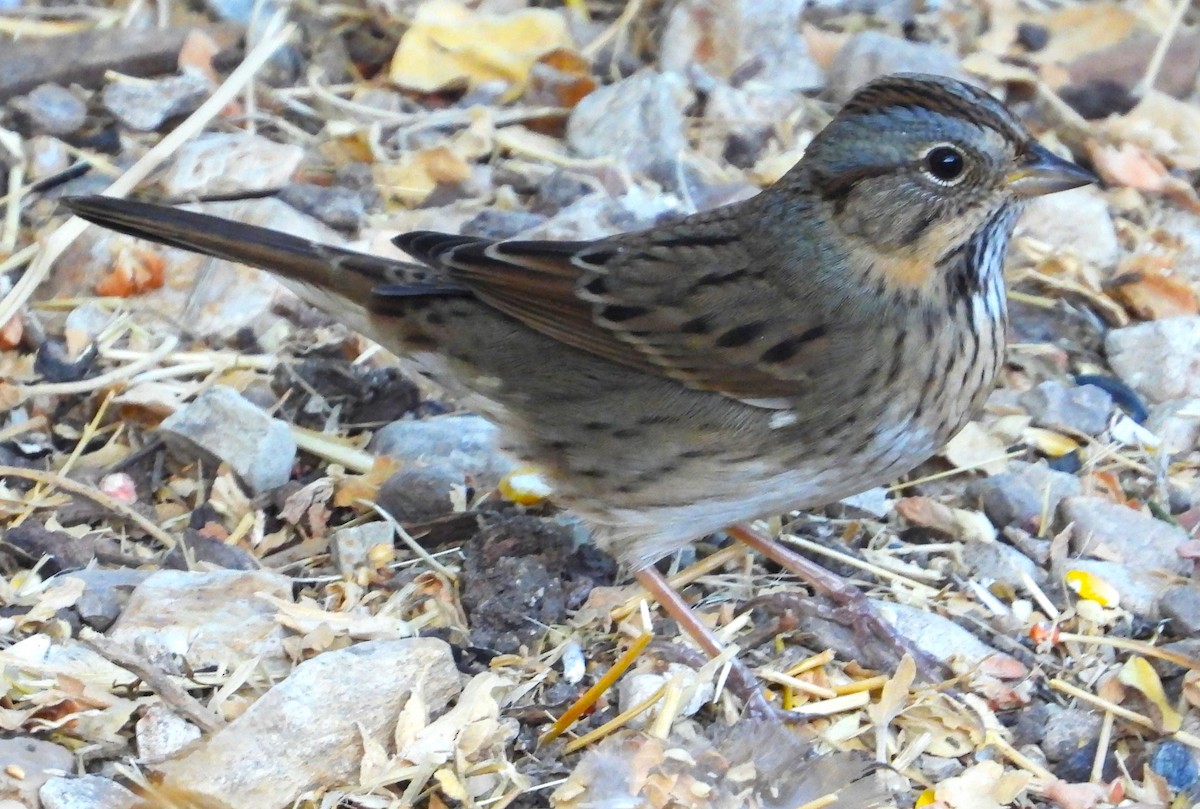 Lincoln's Sparrow - ML624220449