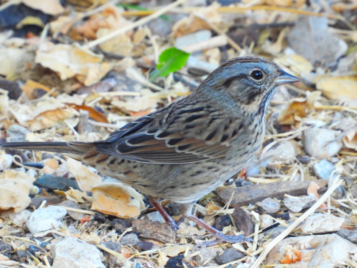 Lincoln's Sparrow - ML624220450