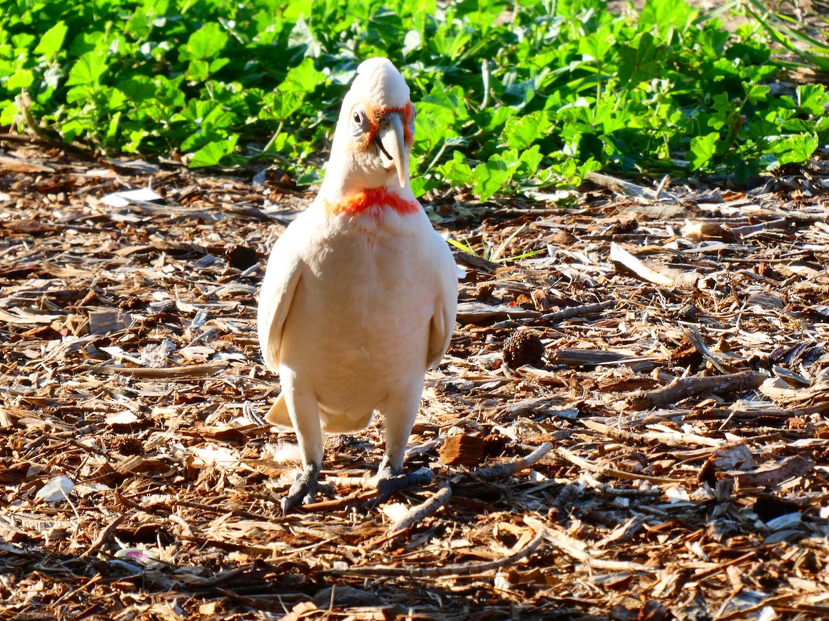 Long-billed Corella - ML624220451