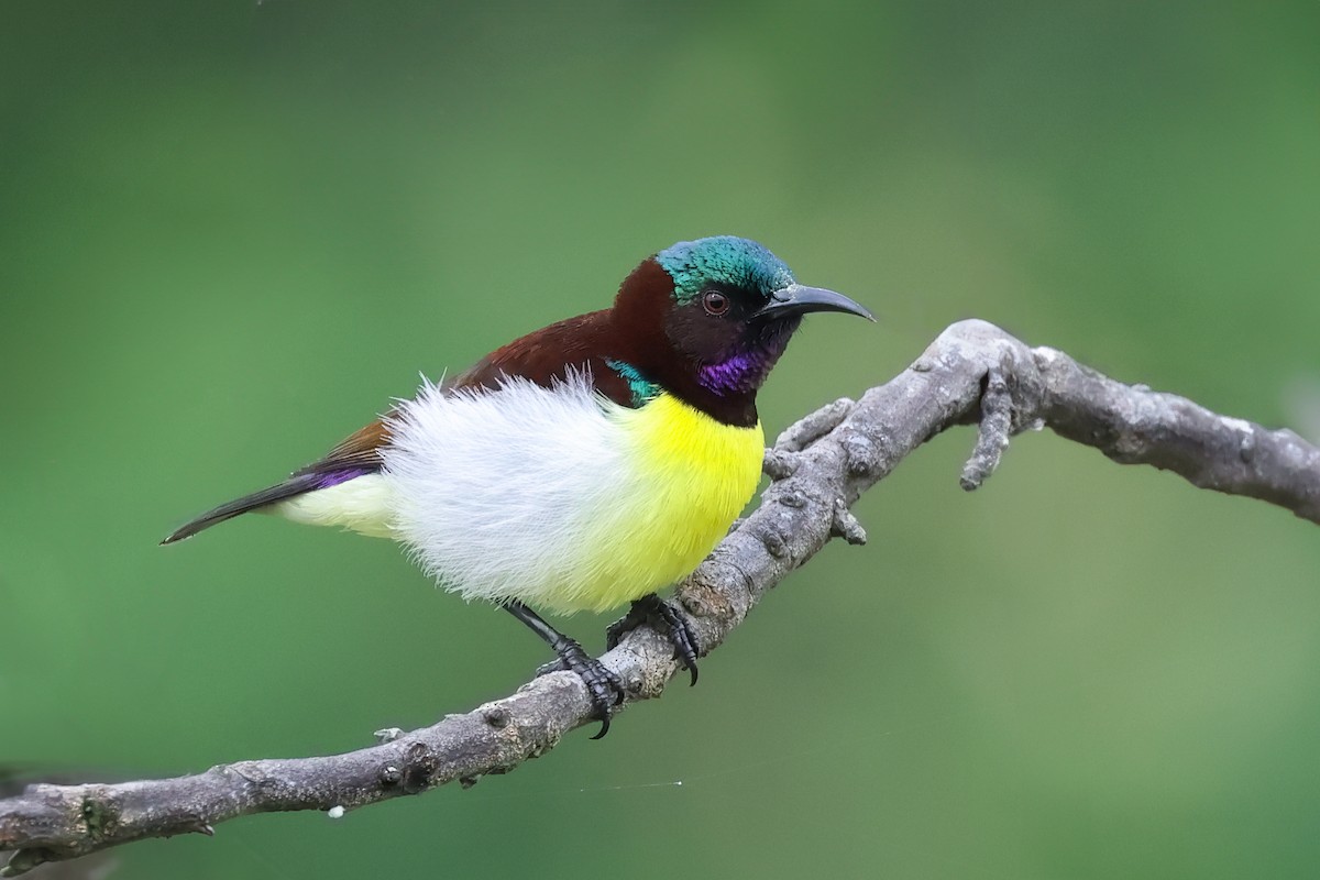 Purple-rumped Sunbird - ML624220452