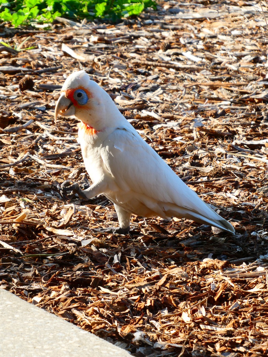 Long-billed Corella - ML624220460