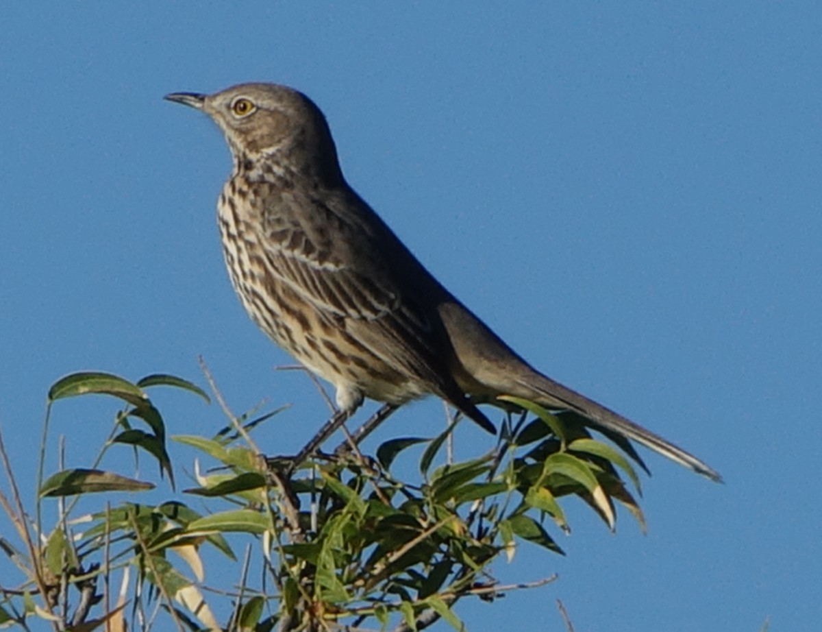 Sage Thrasher - ML624220462