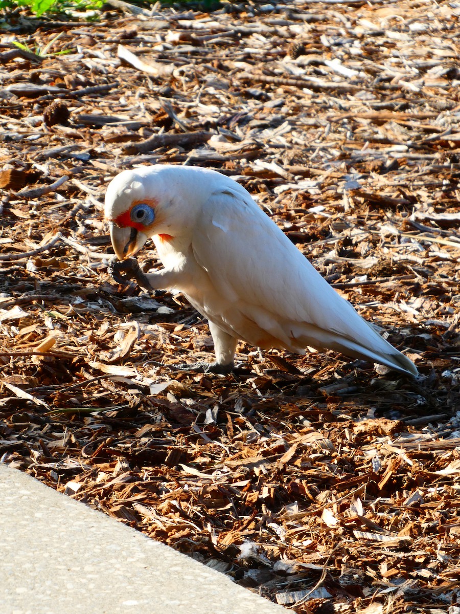 Long-billed Corella - ML624220463