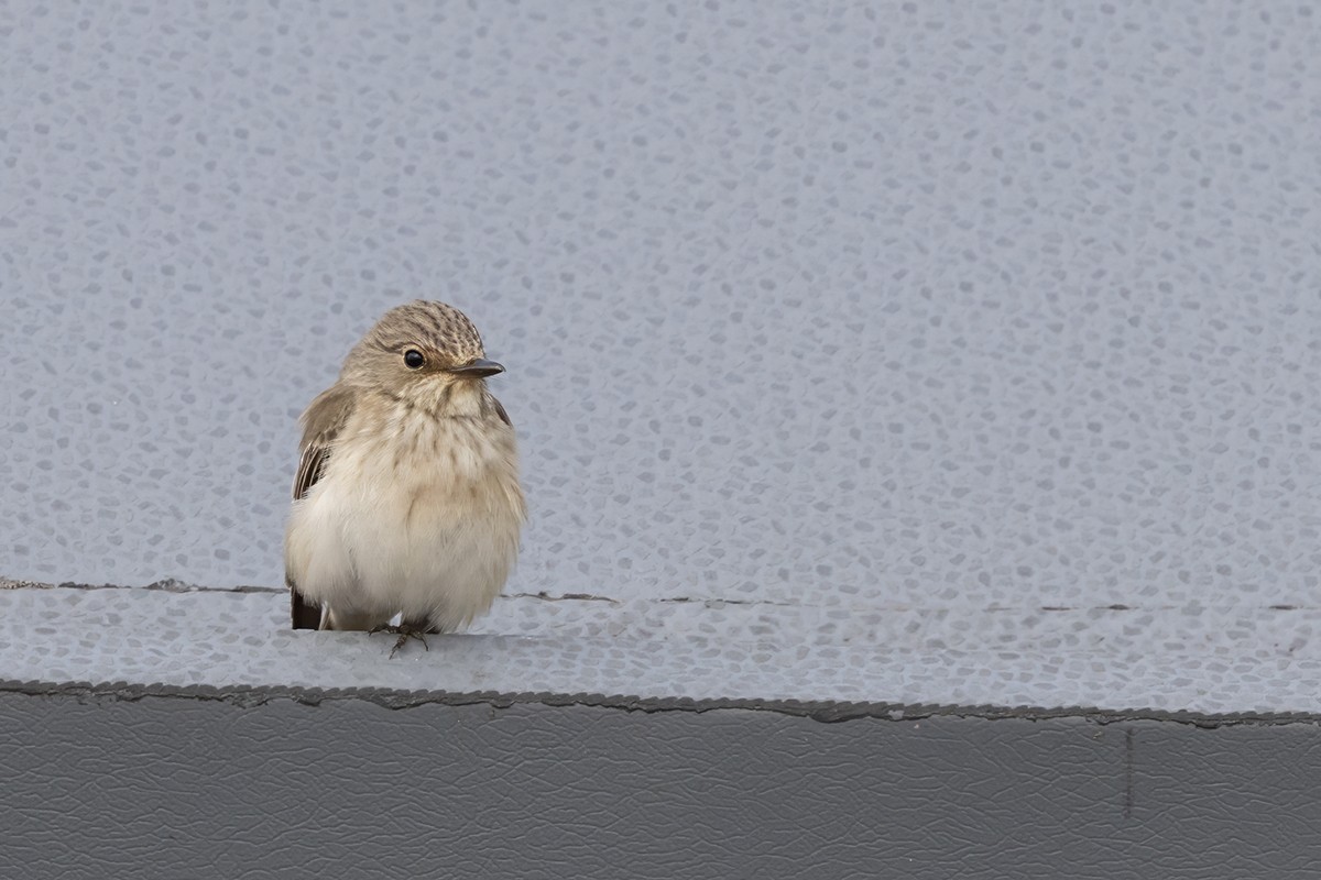 Spotted Flycatcher - ML624220464