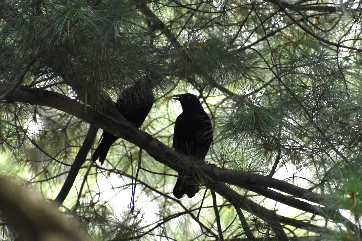 Common Grackle - ML624220466