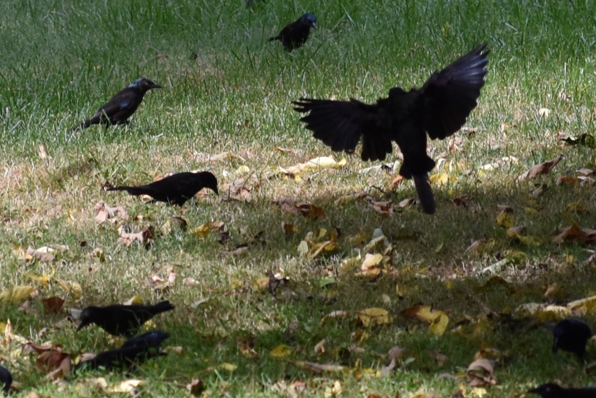 Common Grackle - ML624220467