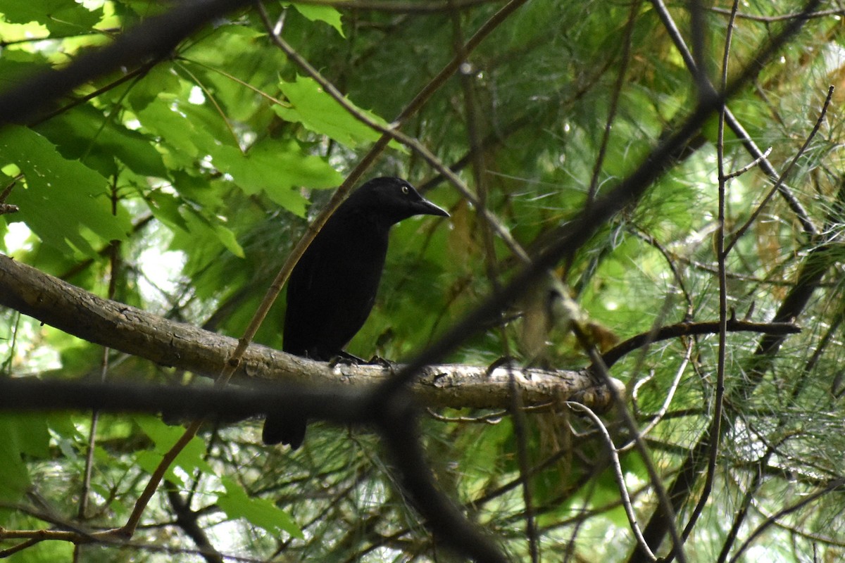 Common Grackle - ML624220468