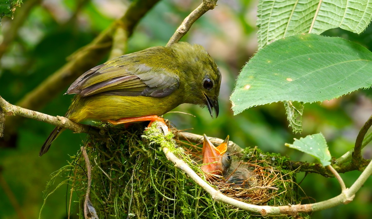 White-collared Manakin - ML624220470