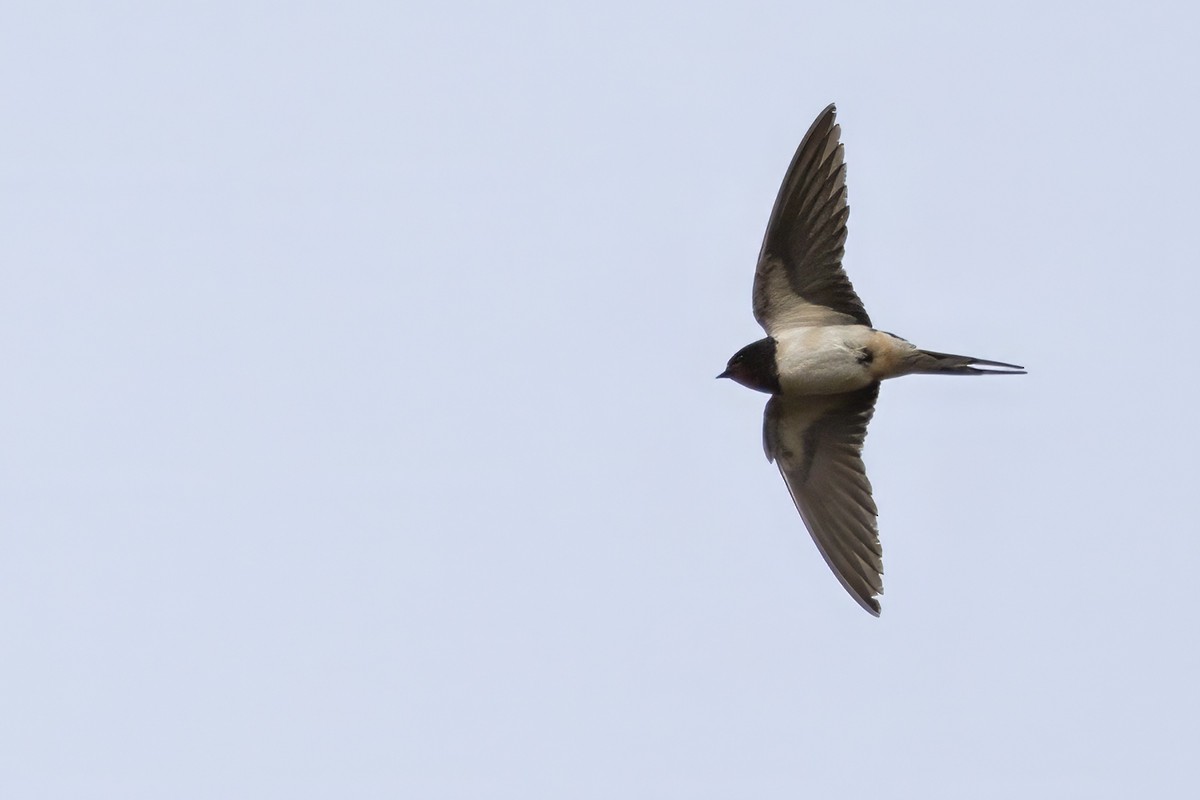 Barn Swallow (White-bellied) - ML624220472