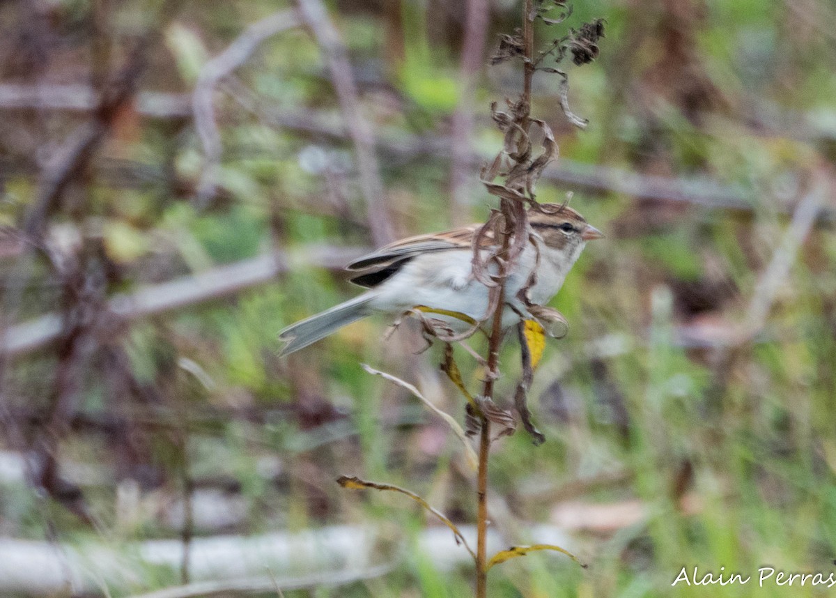 Chipping Sparrow - ML624220475