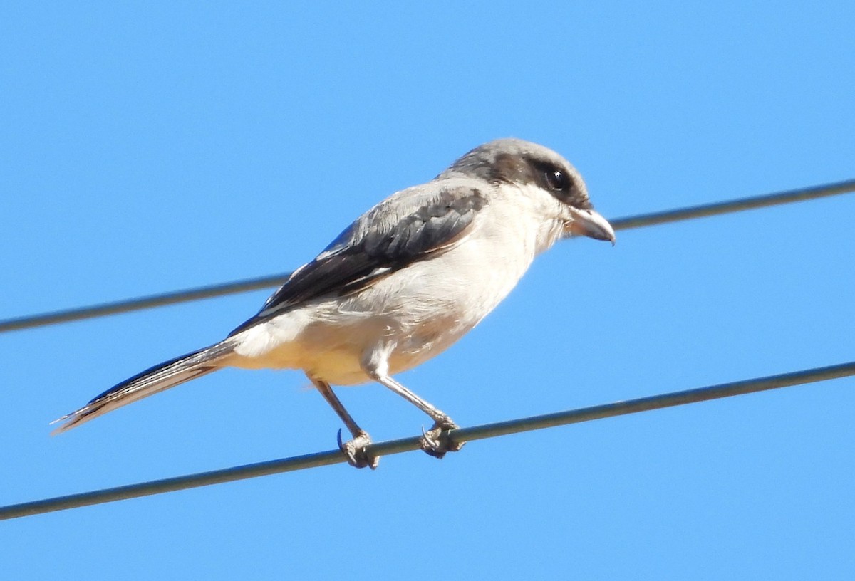 Loggerhead Shrike - ML624220477