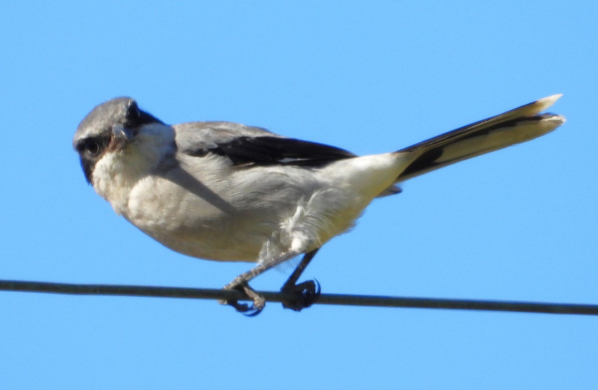 Loggerhead Shrike - ML624220478