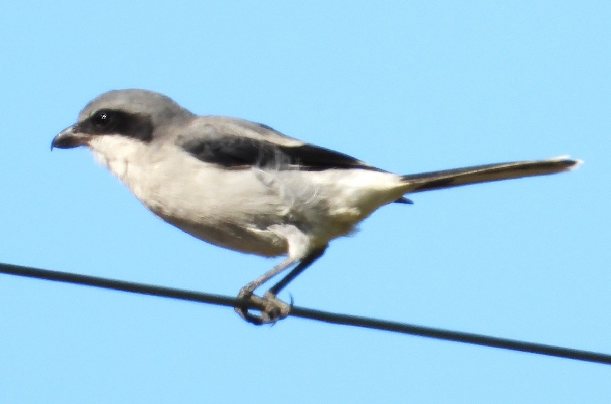 Loggerhead Shrike - ML624220480