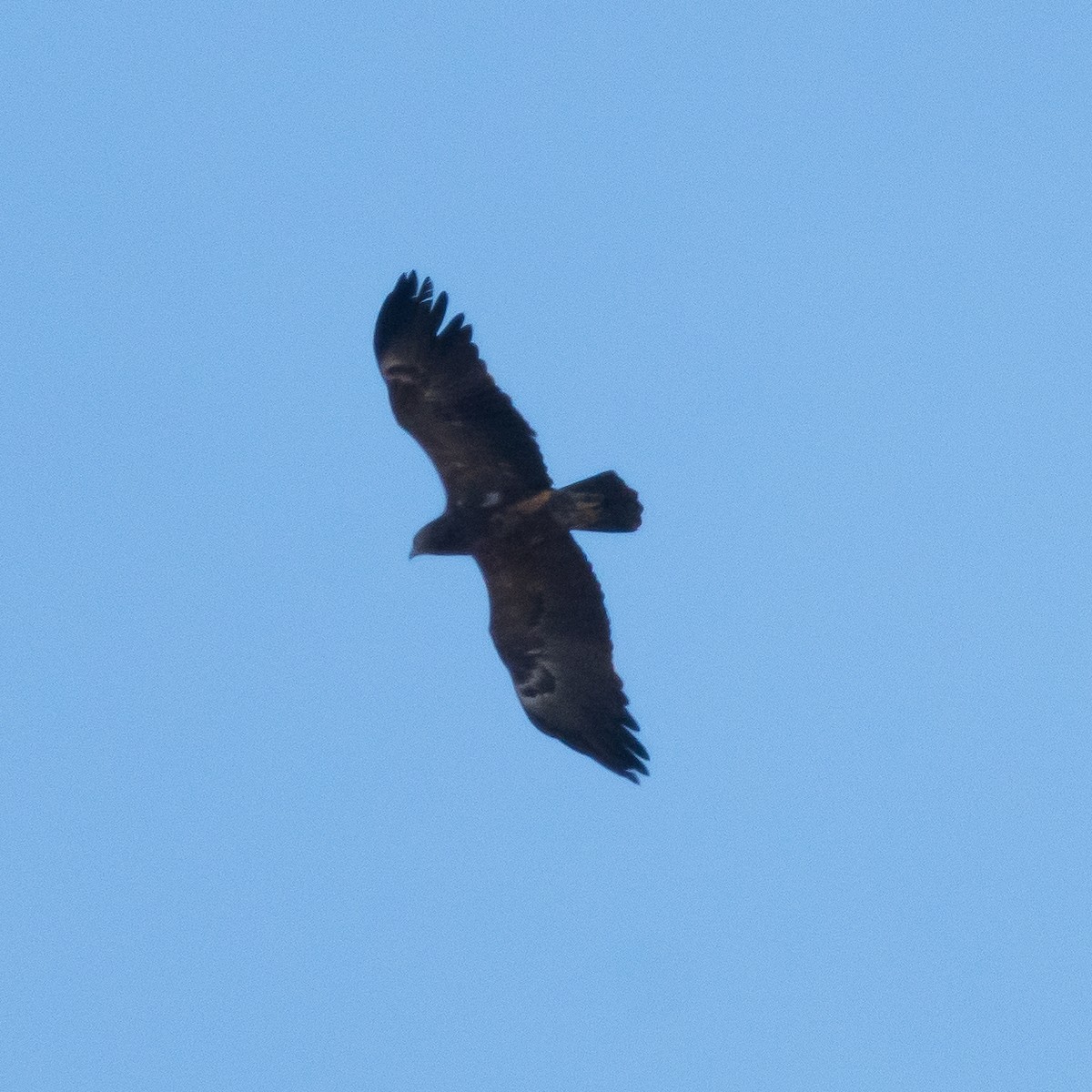 Lesser Spotted Eagle - ML624220481