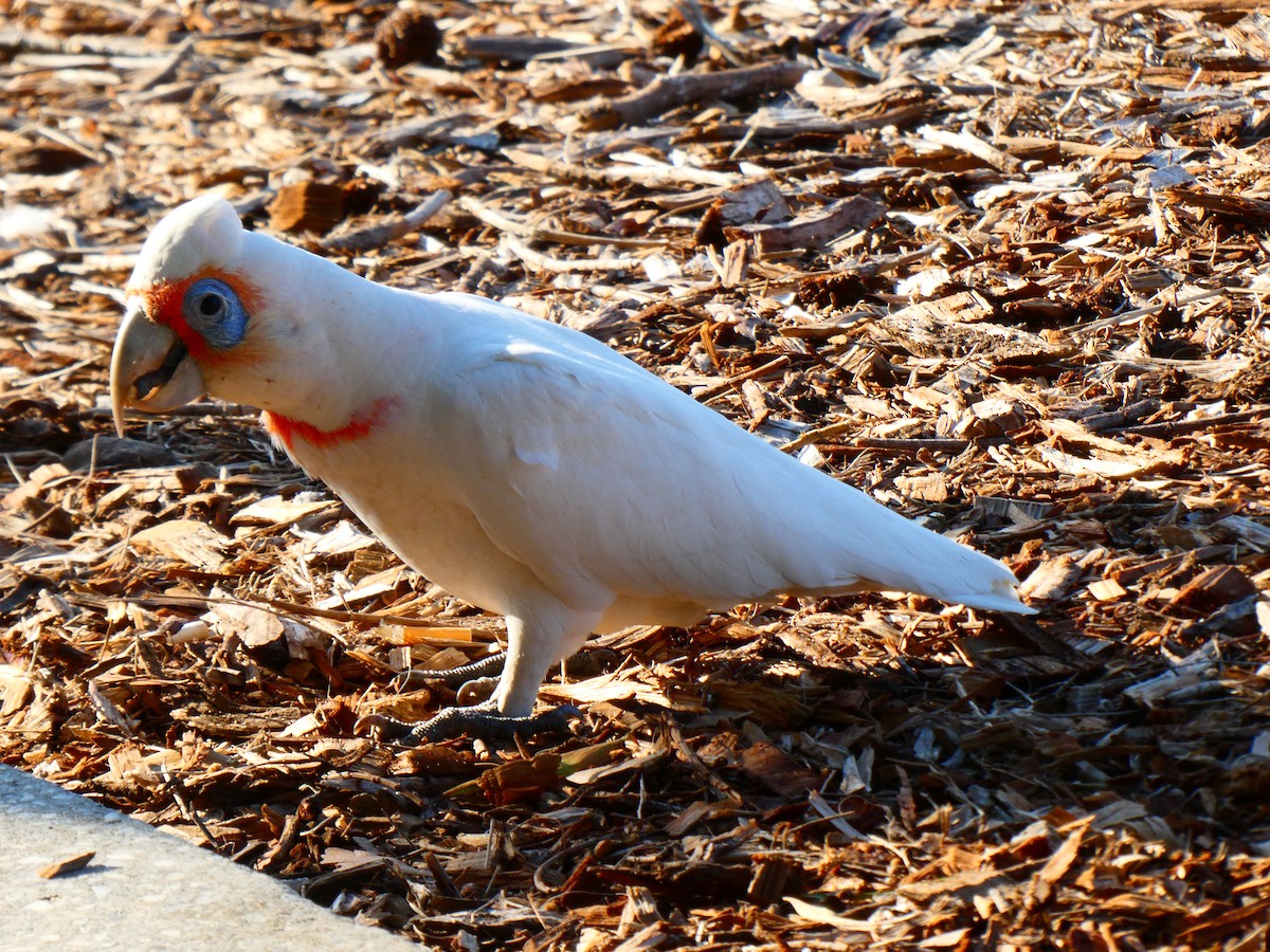 Long-billed Corella - ML624220483