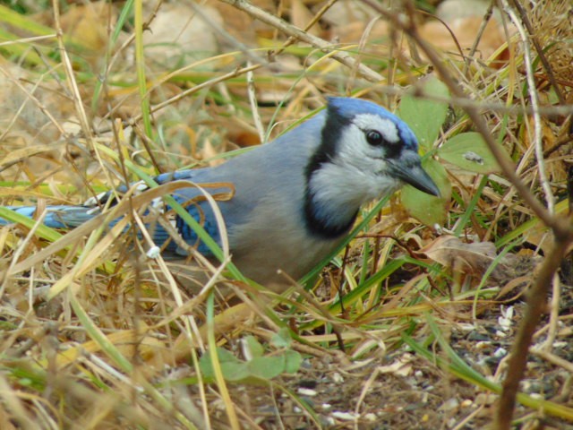 Blue Jay - ML624220485