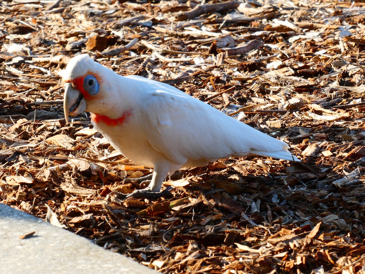 Long-billed Corella - ML624220488