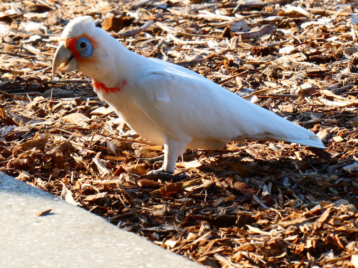 Long-billed Corella - ML624220490