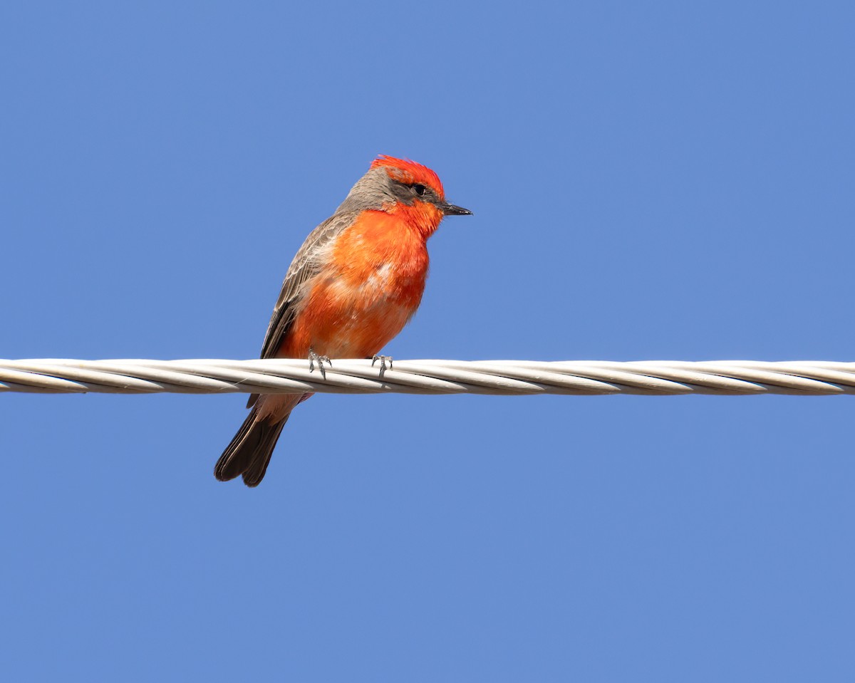 Vermilion Flycatcher - ML624220492