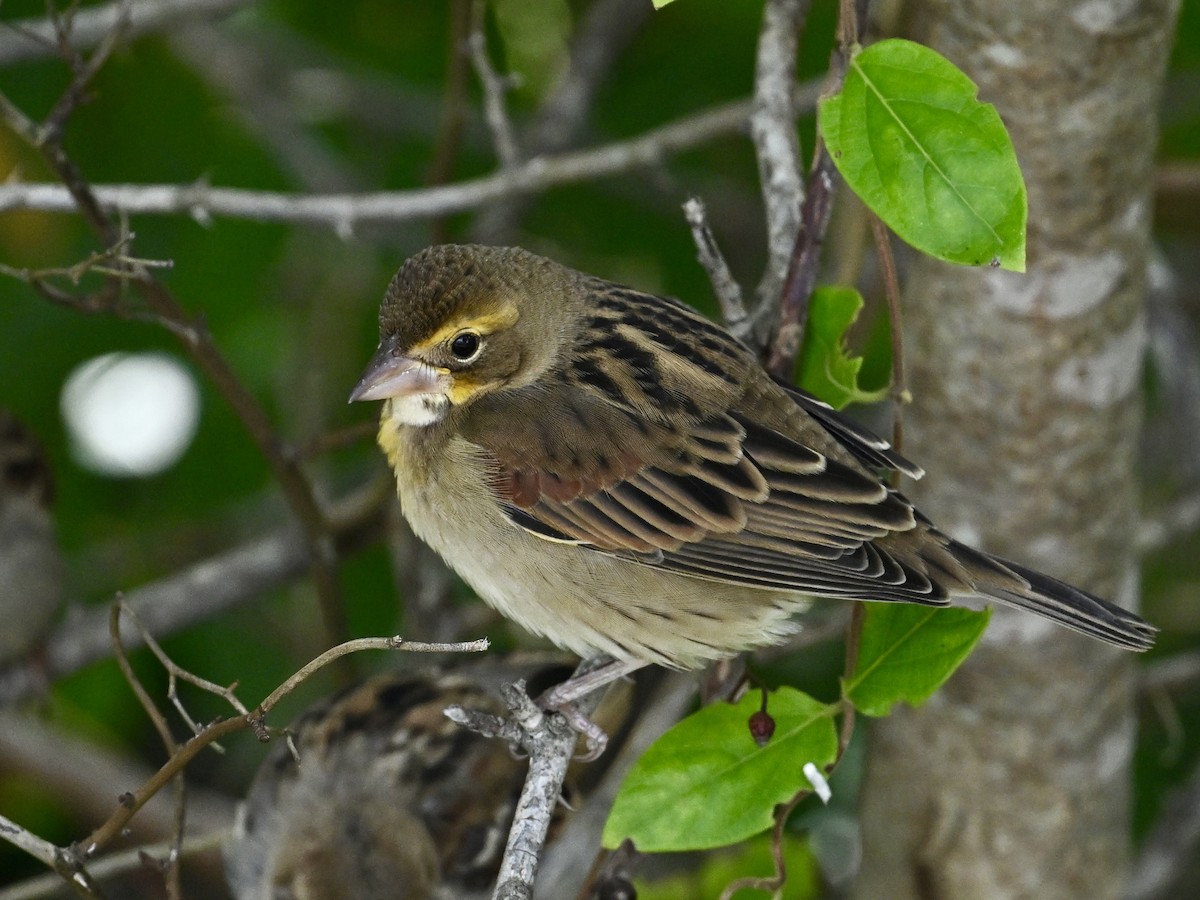 Dickcissel d'Amérique - ML624220493