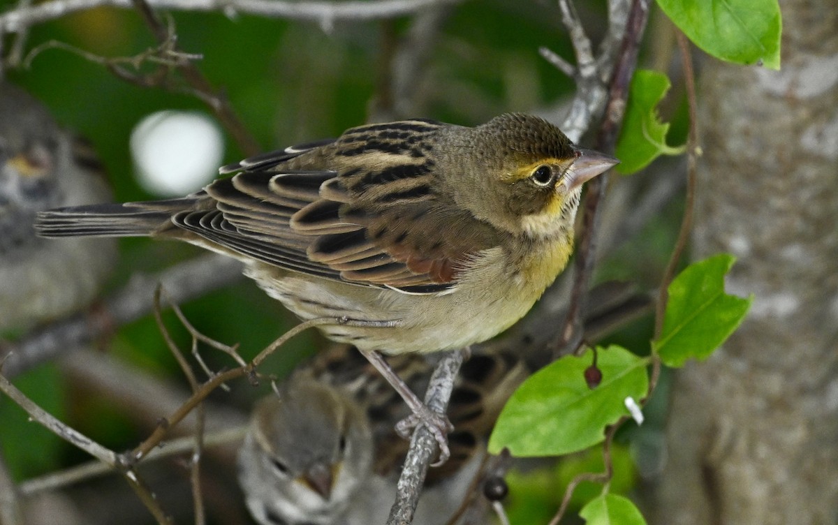 Dickcissel d'Amérique - ML624220494