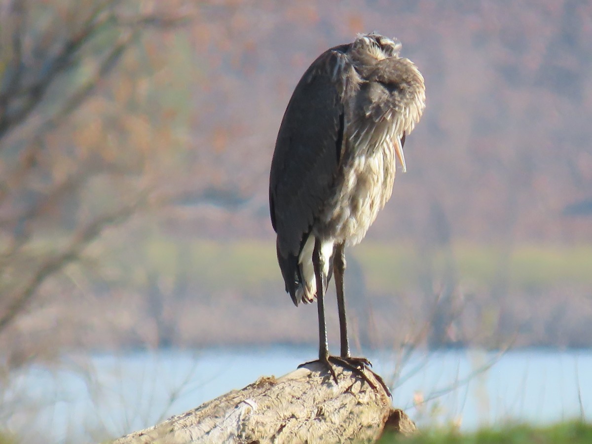 Great Blue Heron - ML624220497