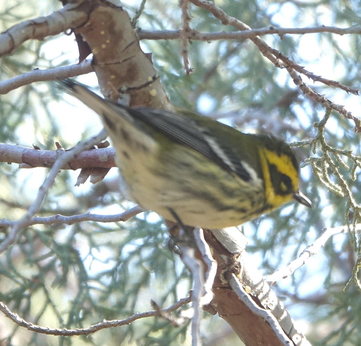 Townsend's Warbler - ML624220498