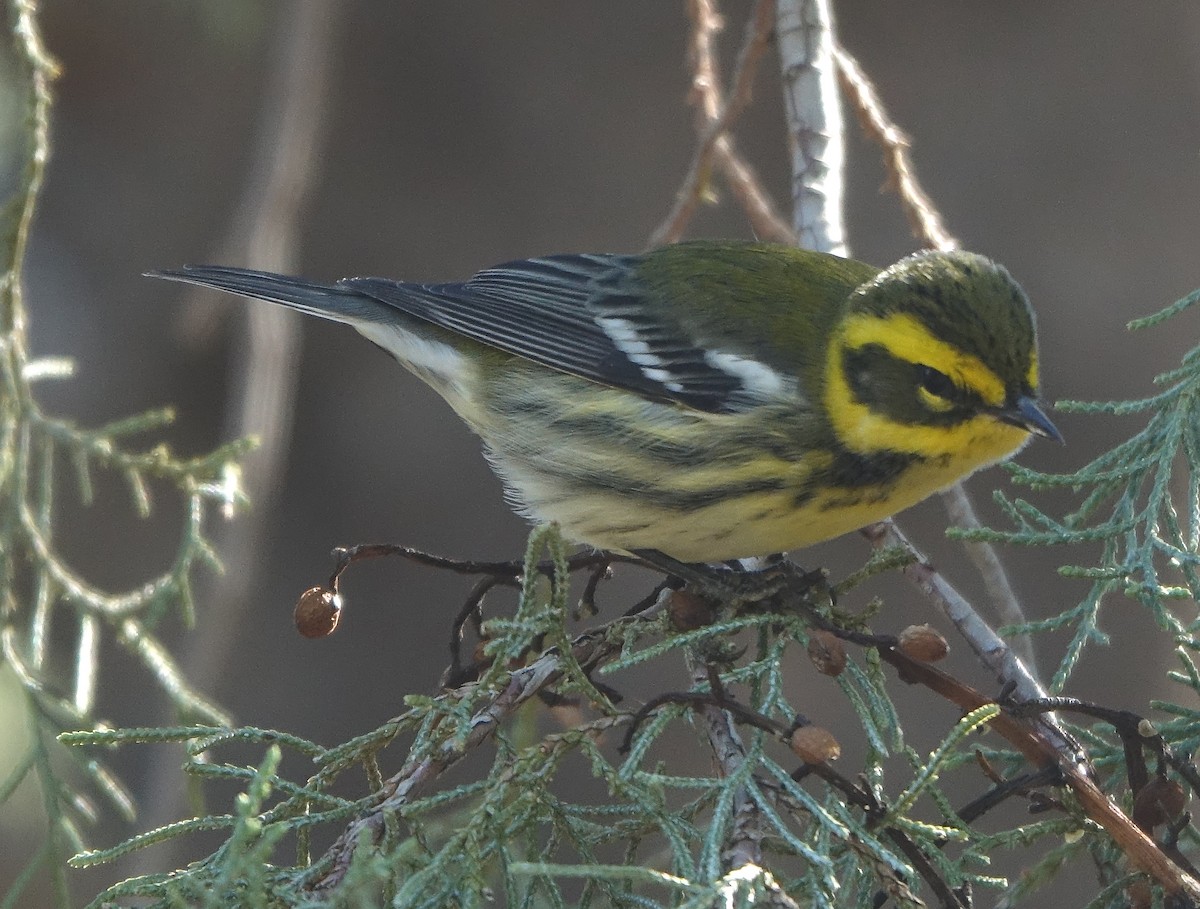 Townsend's Warbler - ML624220499