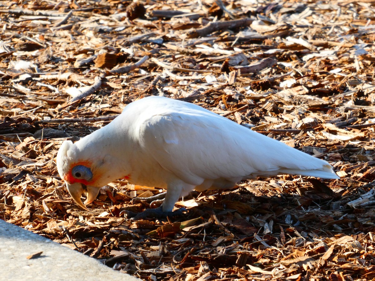 Long-billed Corella - ML624220500