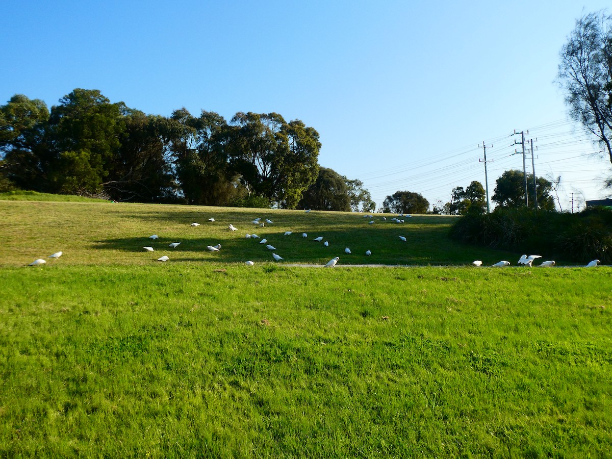 Long-billed Corella - ML624220501